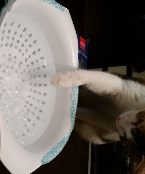 Pet Bubble Fountain