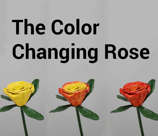 The Color Changing Rose : 9 Steps (with Pictures) - Instructables