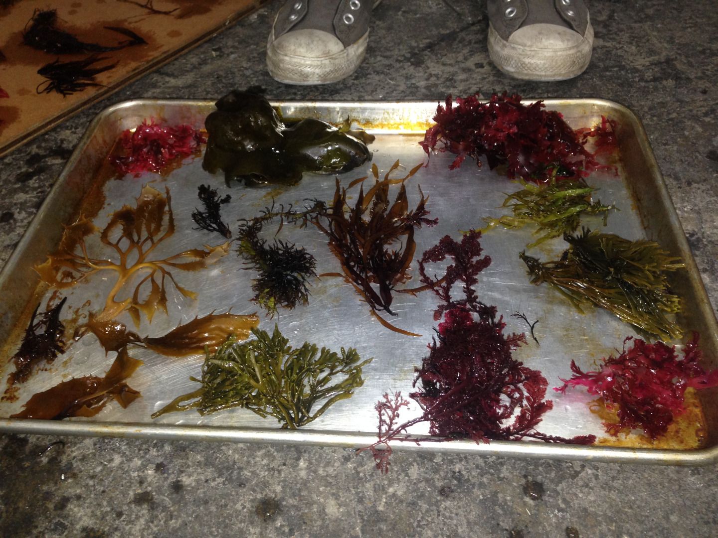 Sea Flora Art Easy Algae Herbarium Specimens! 4 Steps (with Pictures) Instructables