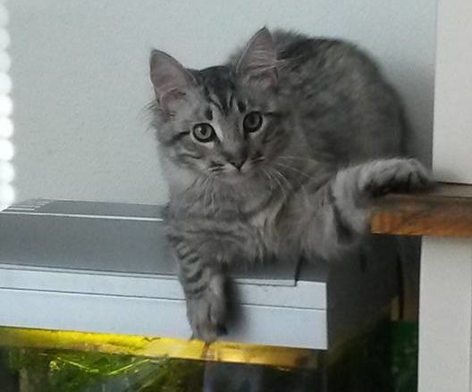 The Automatic Catlaser