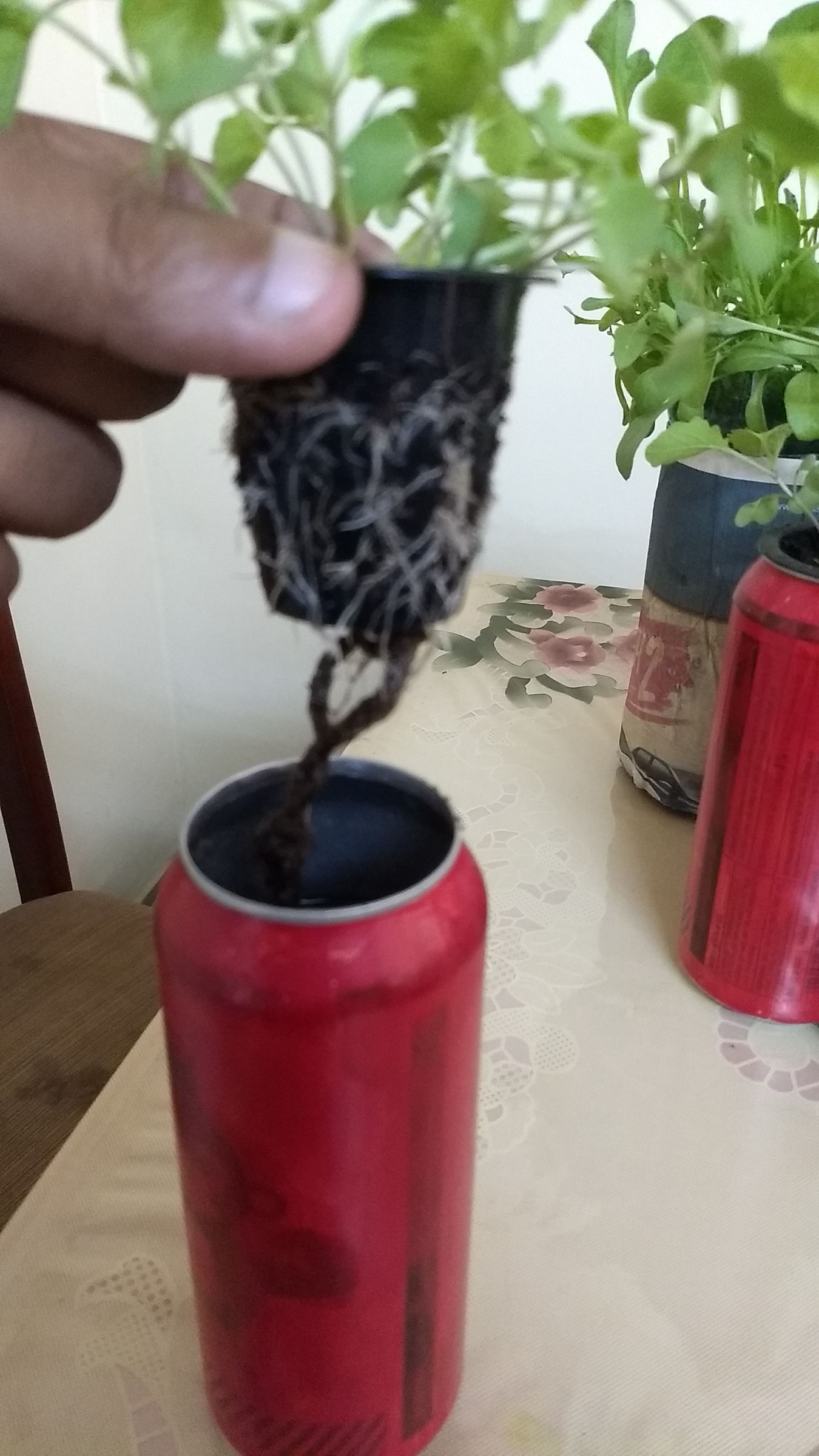 Beerponics (reuse Beer Cans) 8 Steps (with Pictures) Instructables