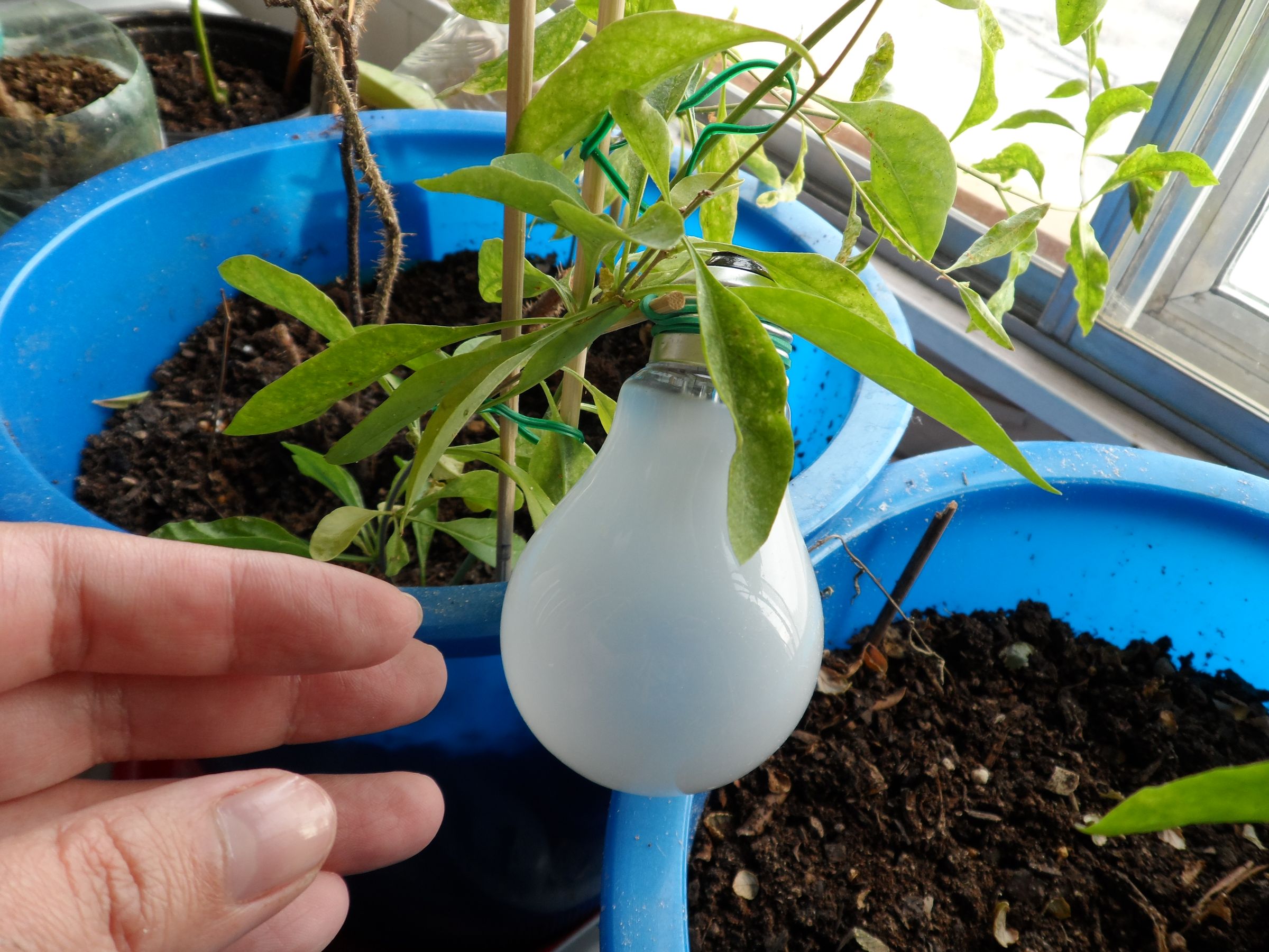 Grow Incandescent Fruit