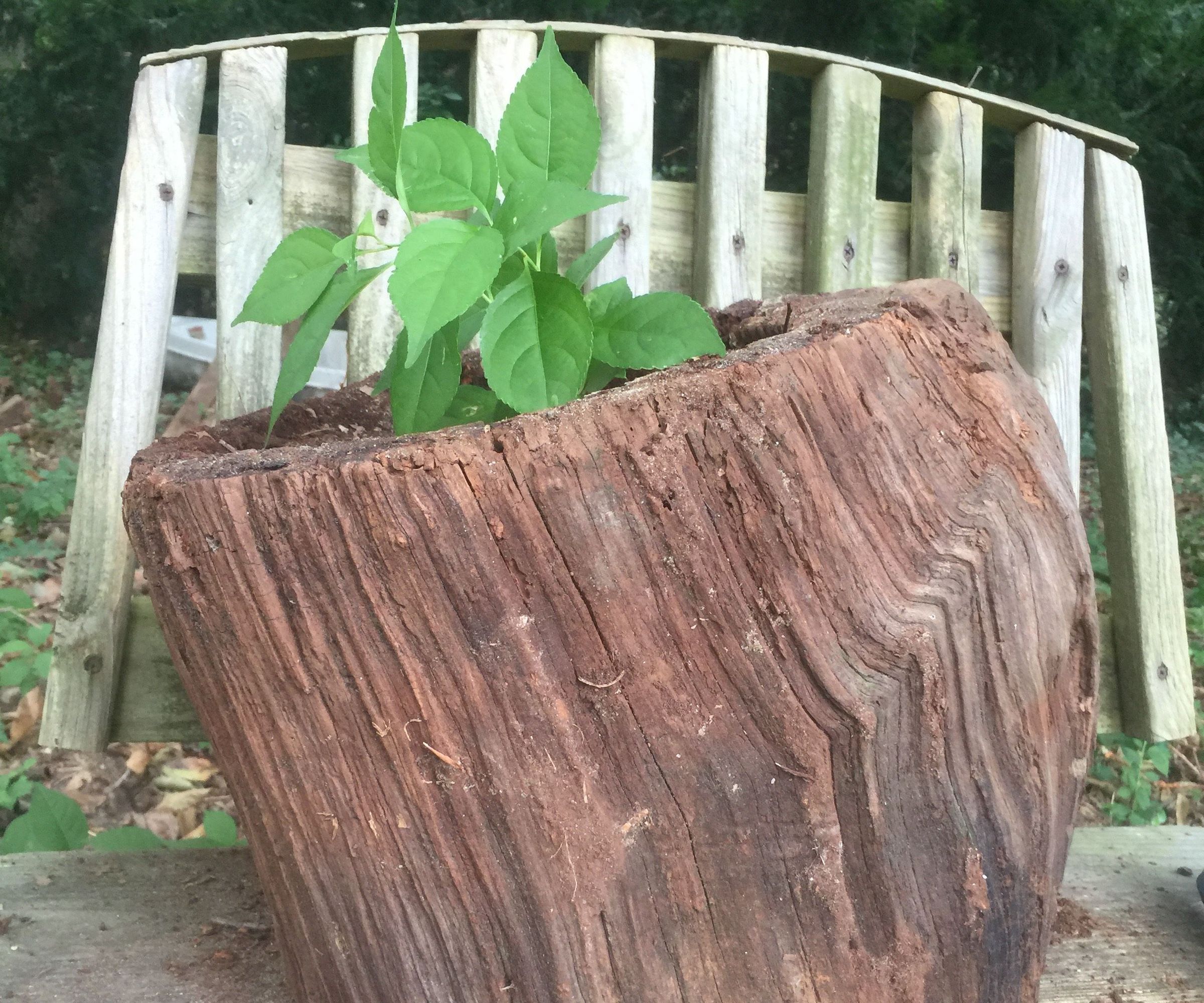 Turn a stump into a natural herb garden