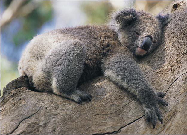 nikoala3