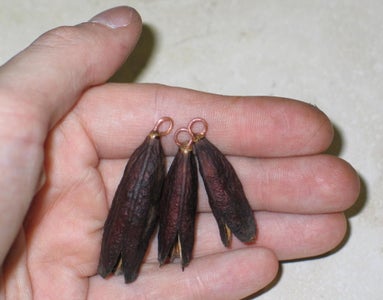 Electroforming an Iris Seed Pod