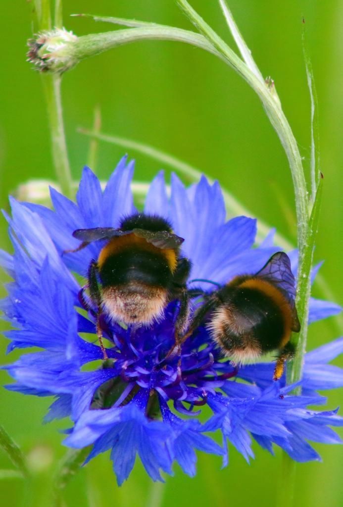 3D Printable Bumble Bee Nest : 5 Steps - Instructables