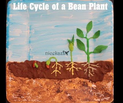 Life Cycle of a Bean Plant: Kids Science Project for School
