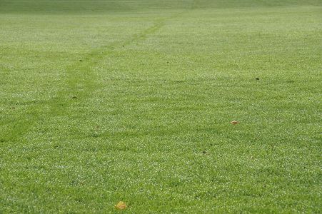 How to Host a Park Clean-Up in San Francisco