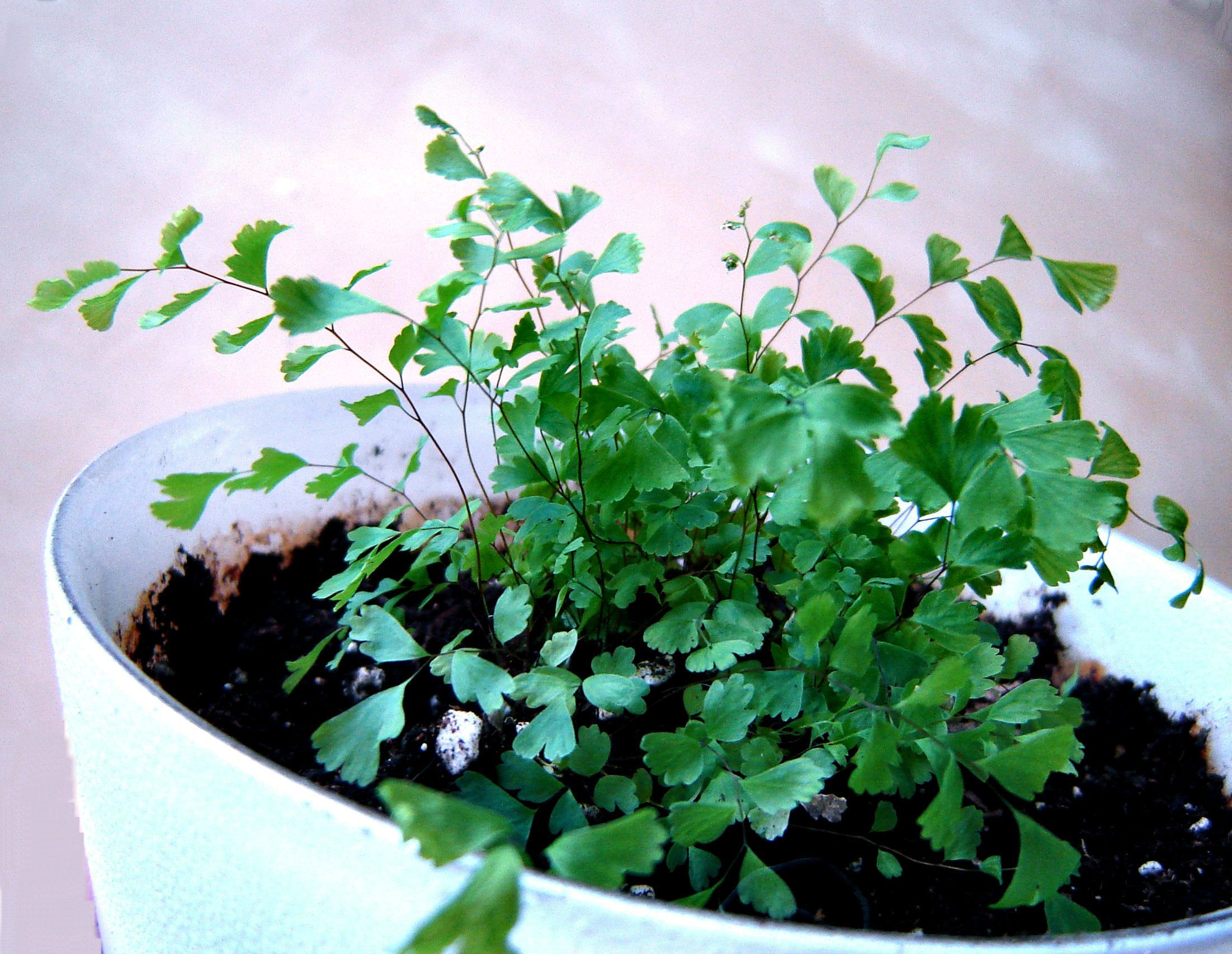 How to Grow Ferns From Spores