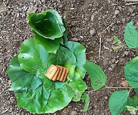 Leaves Vessel 100% Organic