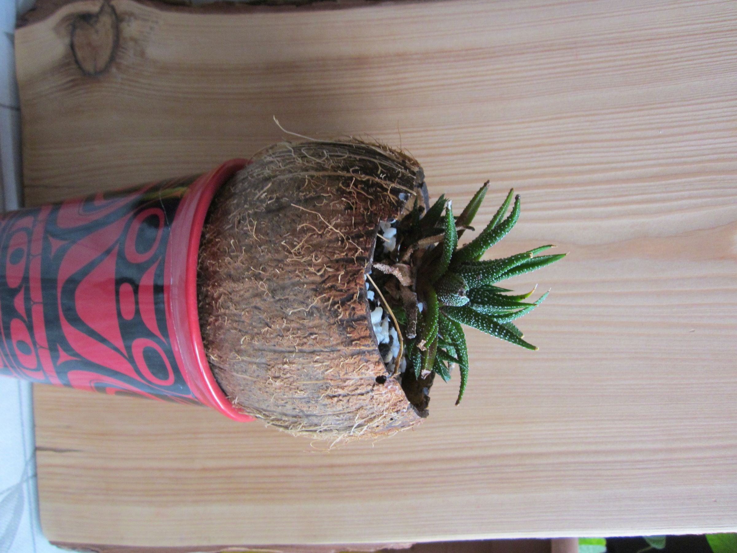 Coconut Planter 8 Steps (with Pictures) Instructables