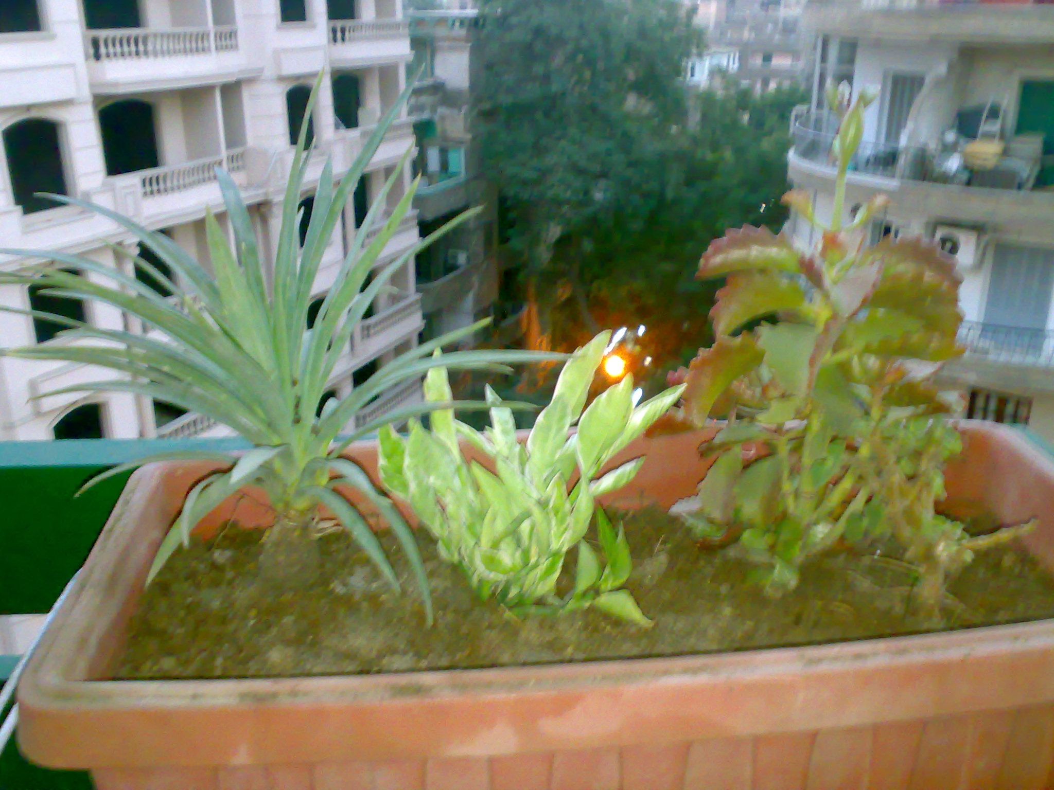 THAT IS MY SMALL PLANTS