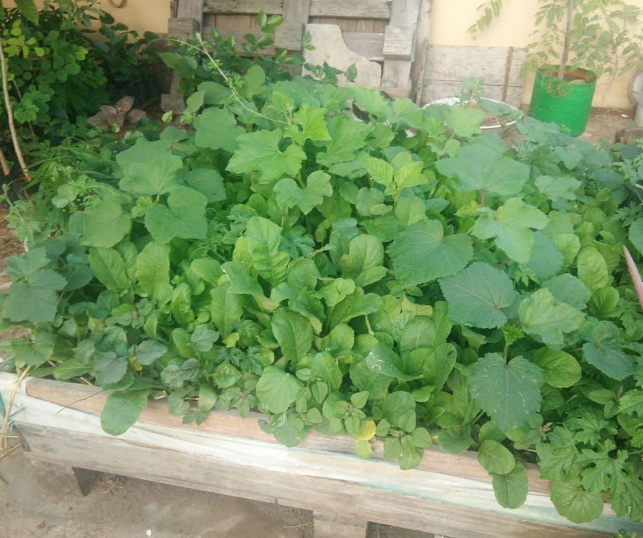 Why Square Foot Pallet?? : Comparing the Types of Terrace Gardening