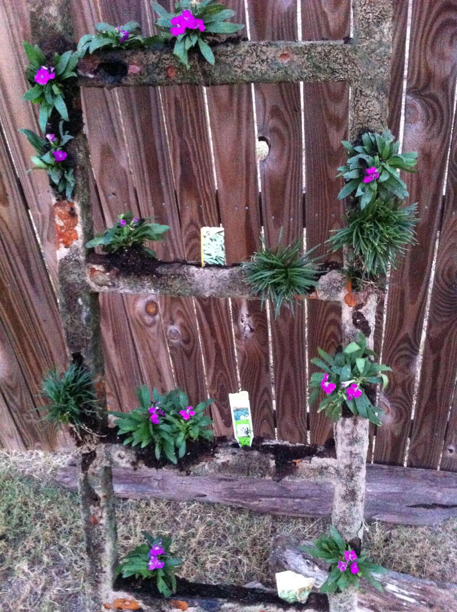 Old Ladder Herb Garden
