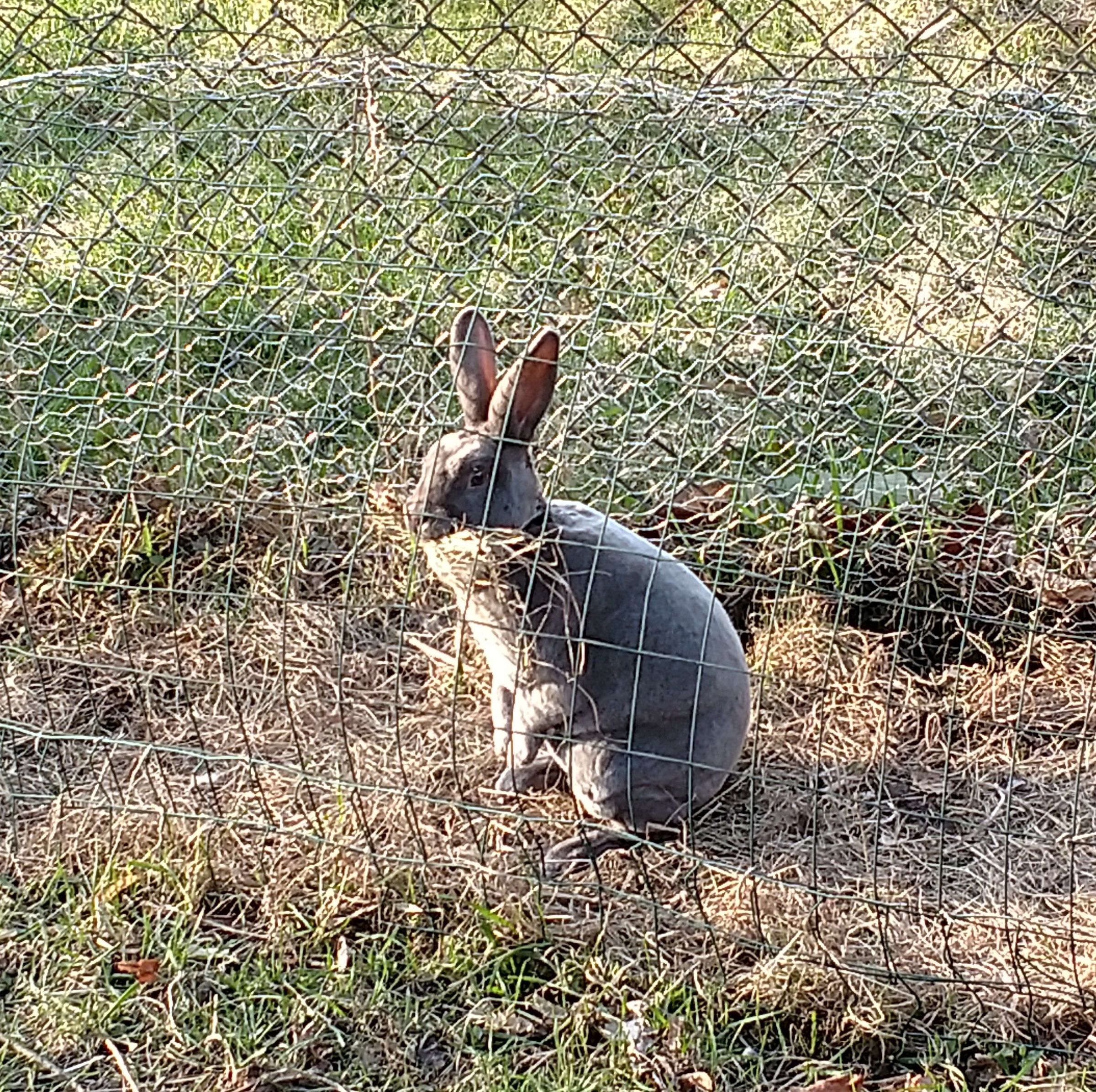 Nesting Box for Rabbits or Chickens : 10 Steps (with Pictures ...