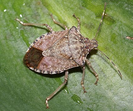 How To Get Rid Of Stink Bugs without Leaving a Bad Smell