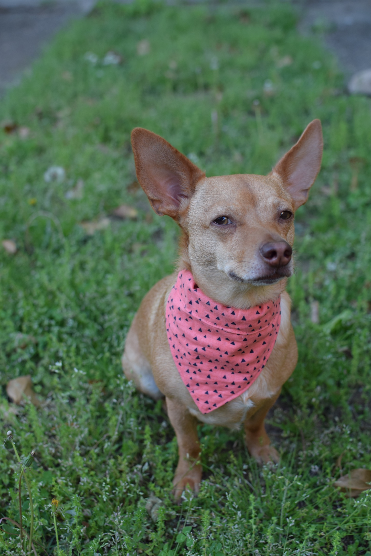 Make a Dog Bandana Collar Slide 5 Steps (with Pictures) Instructables
