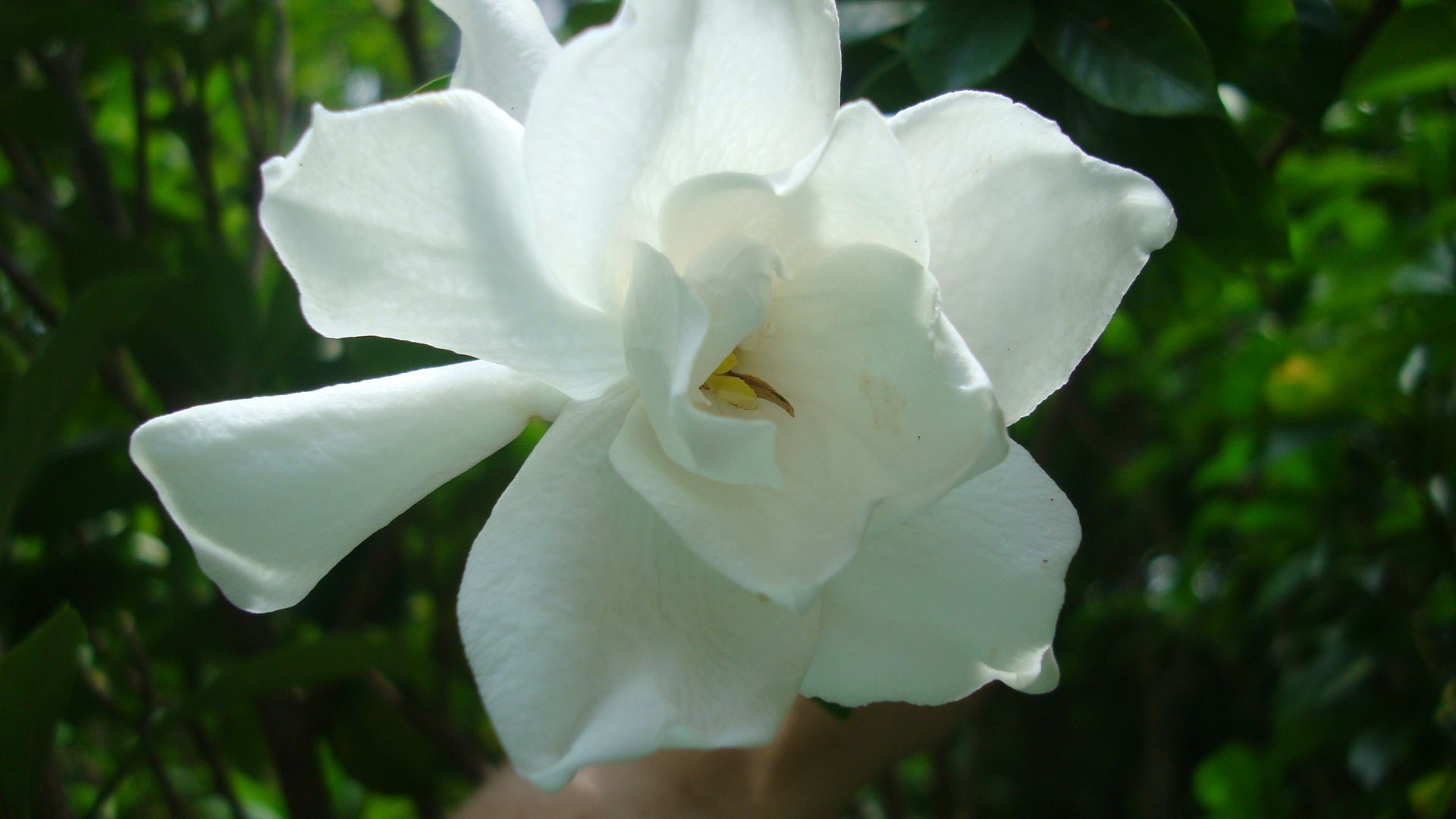 Fresh Cut Flower Preservative 6 Steps Instructables