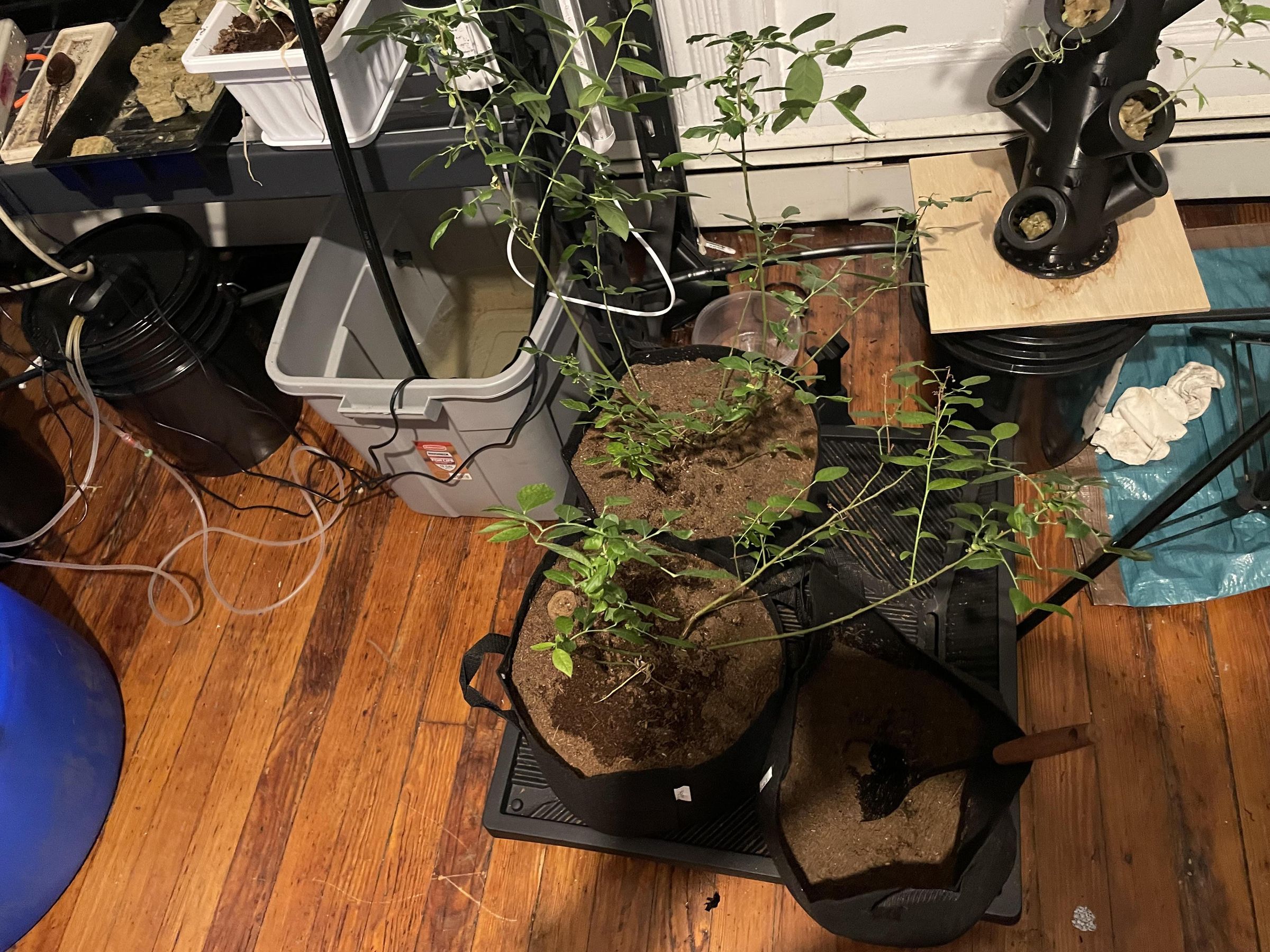 Picture of Apartment Aquaponics the Other AA : 4 Steps - Instructables