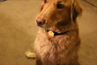 Low profile dog 2024 collar