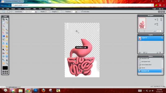 Stomach + Intestines