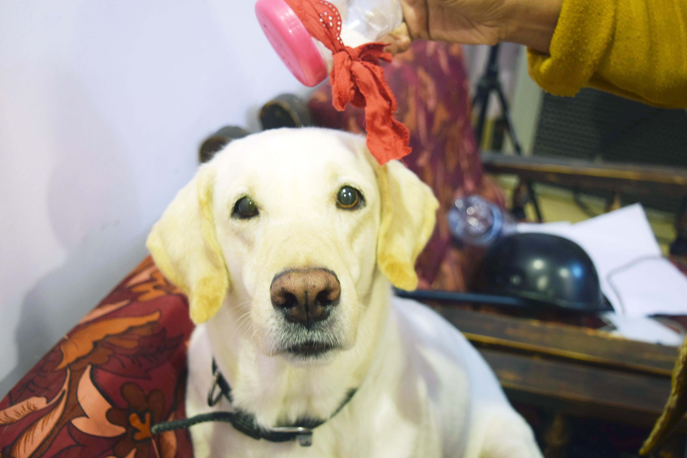 DIY Dog Dry Shampoo 3 Steps (with Pictures) Instructables