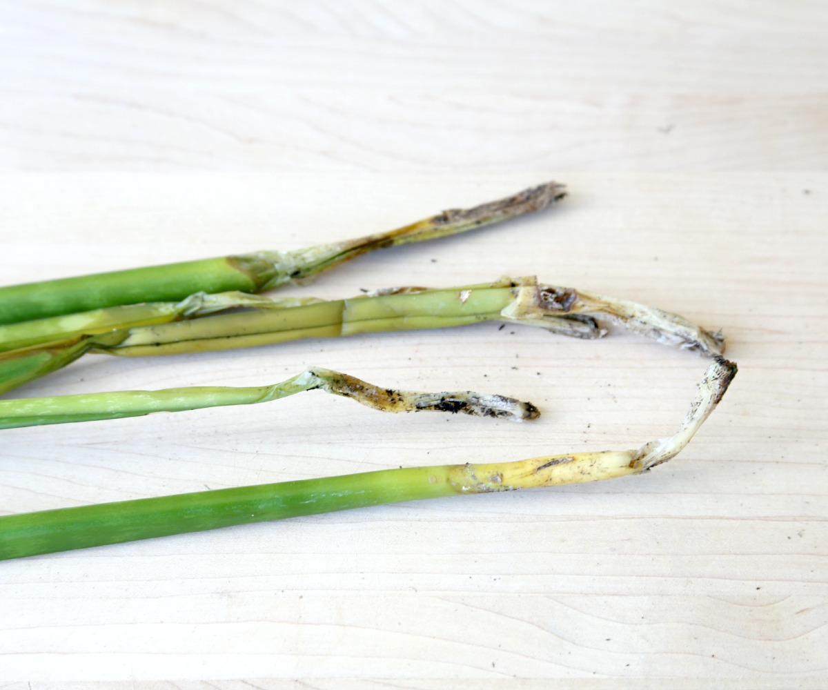 root rot on snake plant