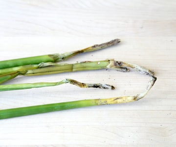 root rot on snake plant