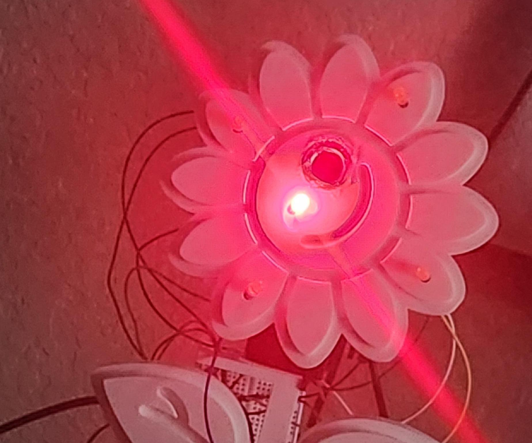 Face Following Sunflower