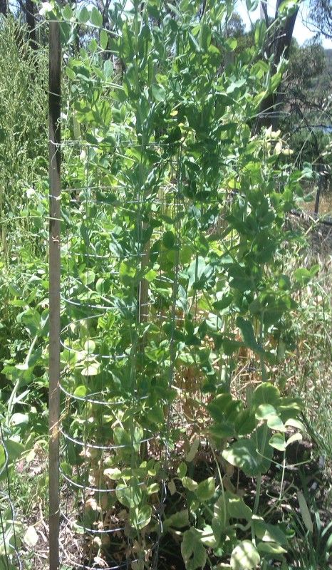 Veggie Cylinders, Tame Your Wild Vegetable Garden.
