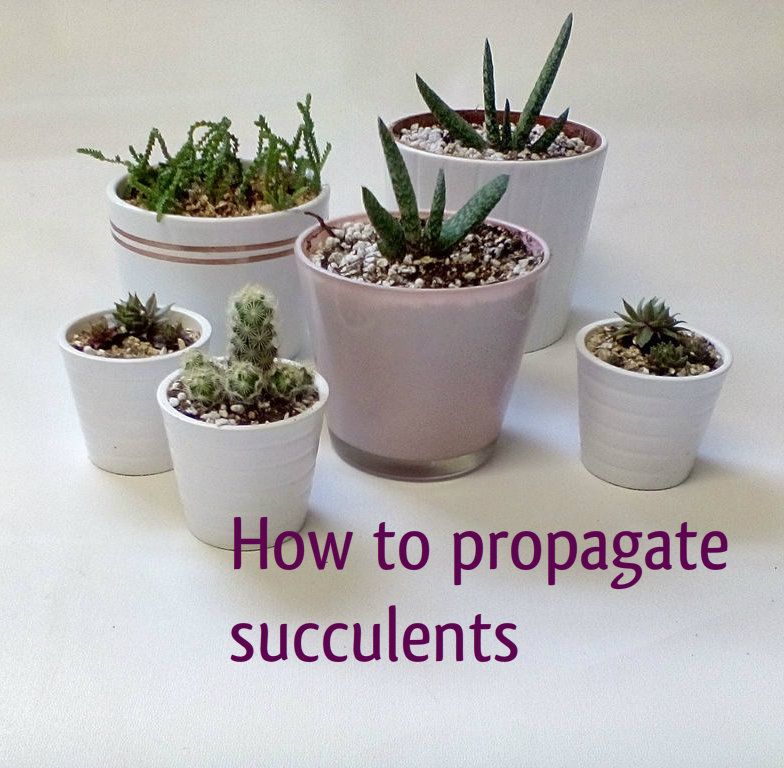 How to Propagate Succulents : 6 Steps (with Pictures) - Instructables