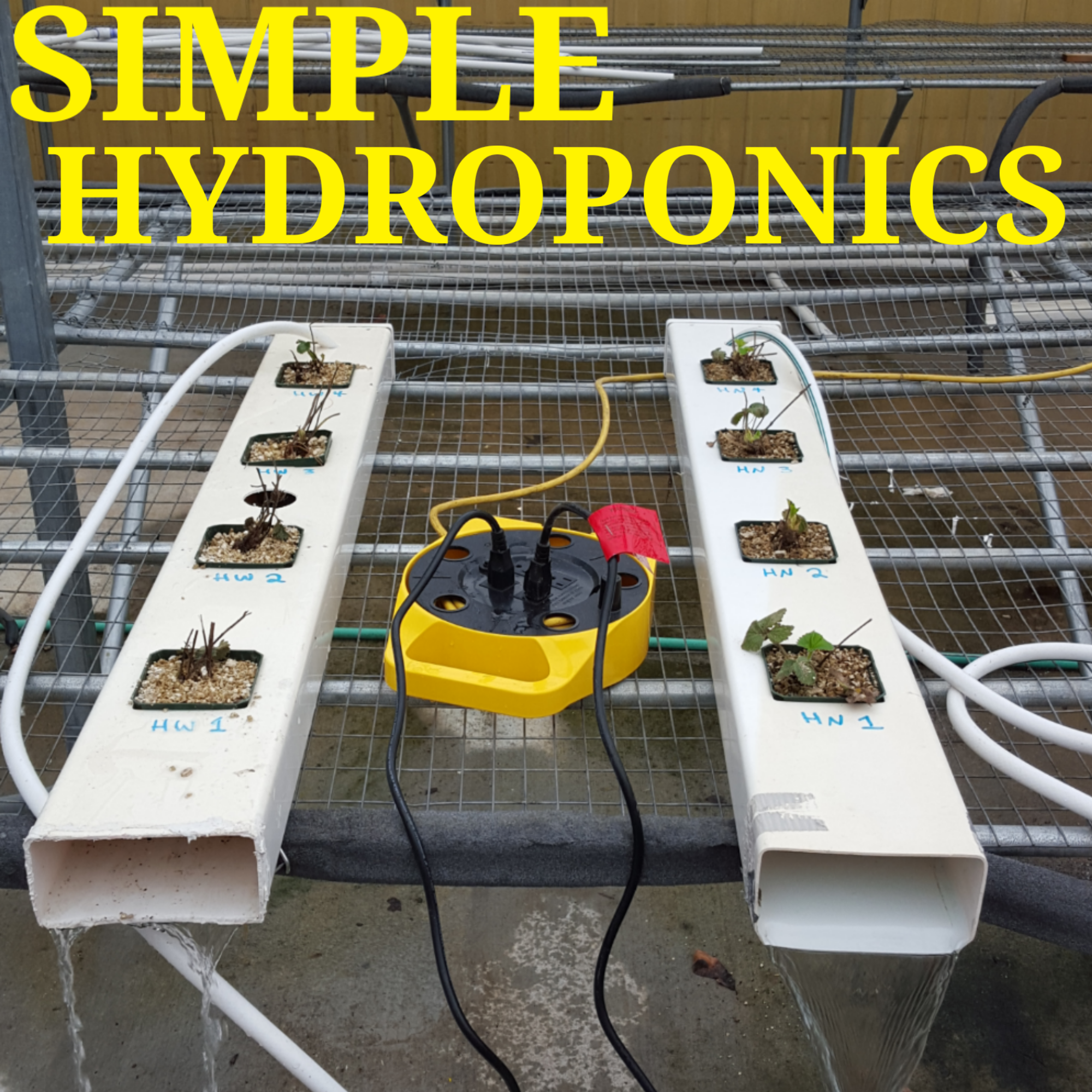 Simple Hydroponic Strawberries 