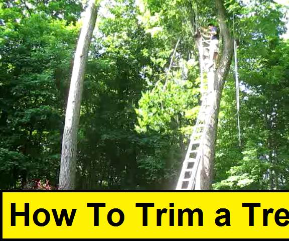 How to Trim a Tree
