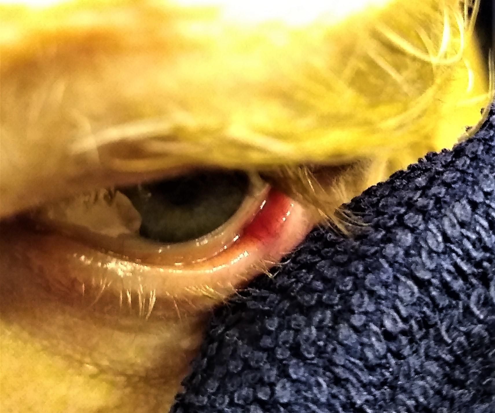 Stye Stone