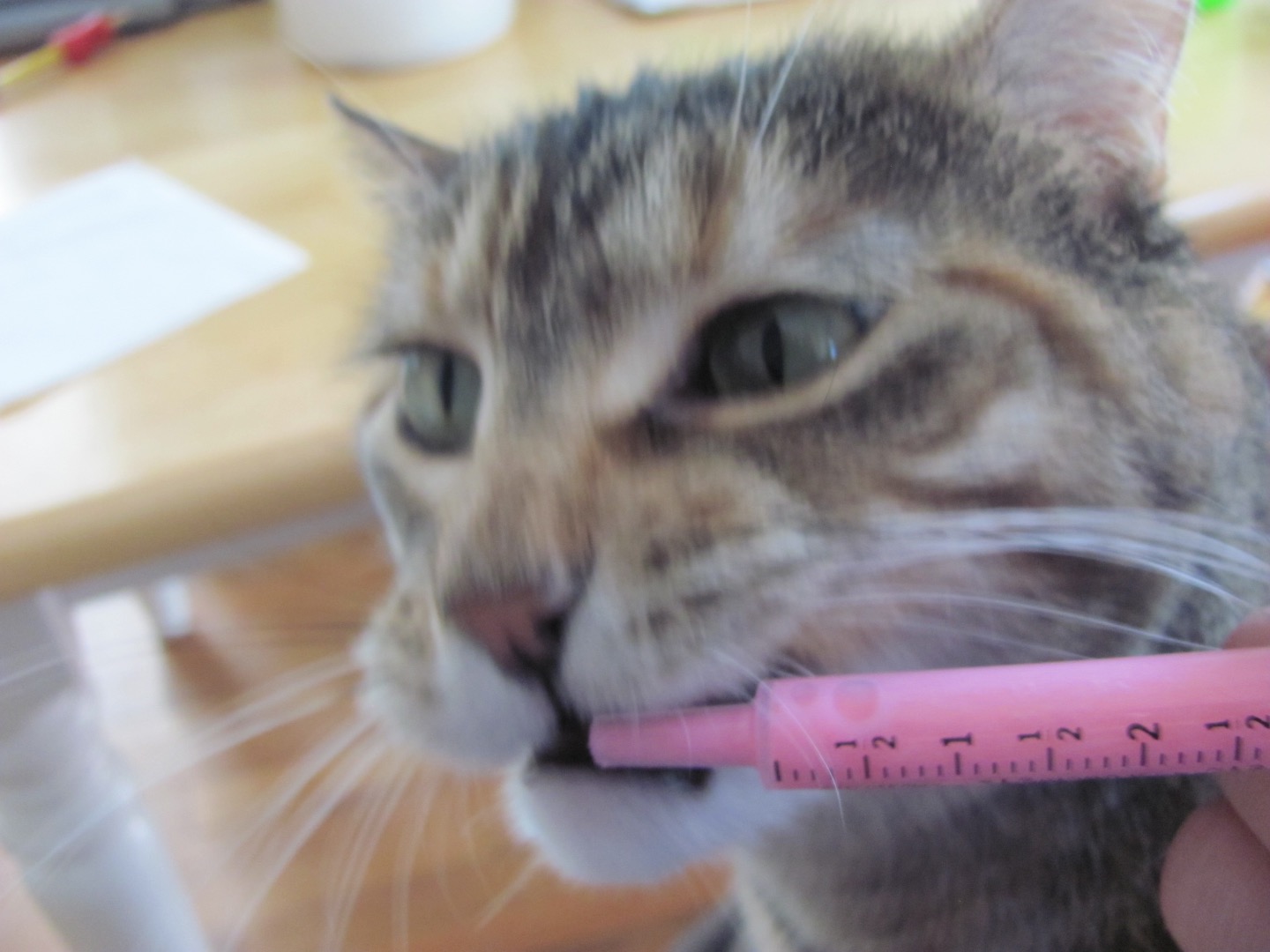 How to Give a Cat Liquid Medicine (with Pictures) Instructables