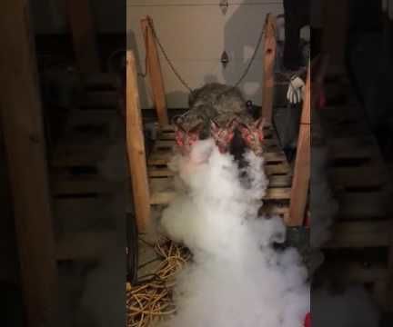 Cerberus (3 Headed Dog)