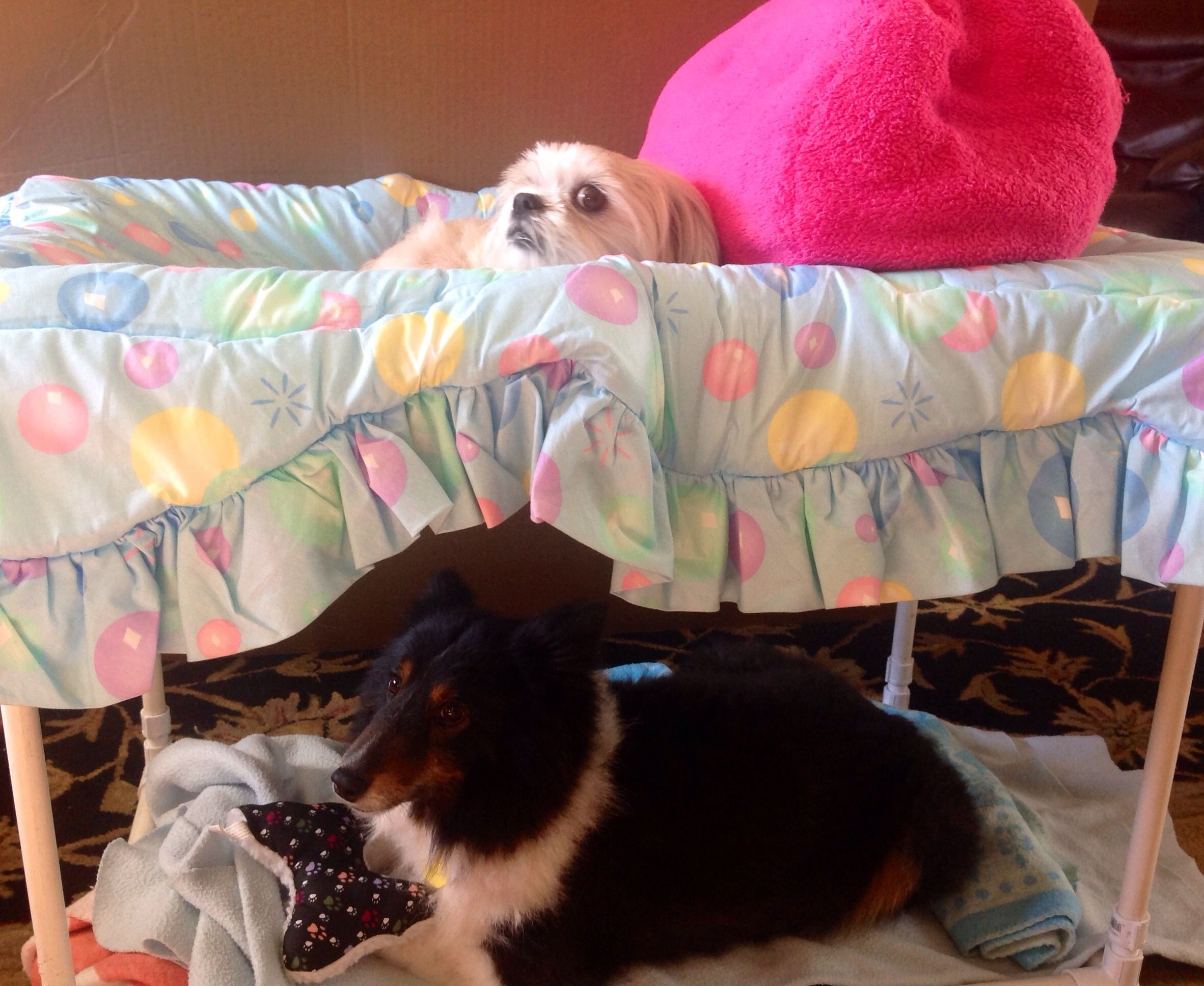 PVC Dog Bunk Bed 5 Steps Instructables