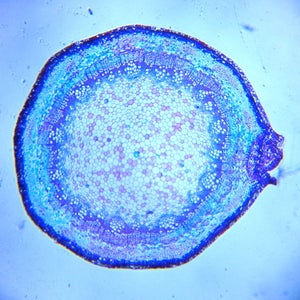 ¡Cómo Convertir Tu Smartphone En Un Microscopio Digital Por Menos De $10!