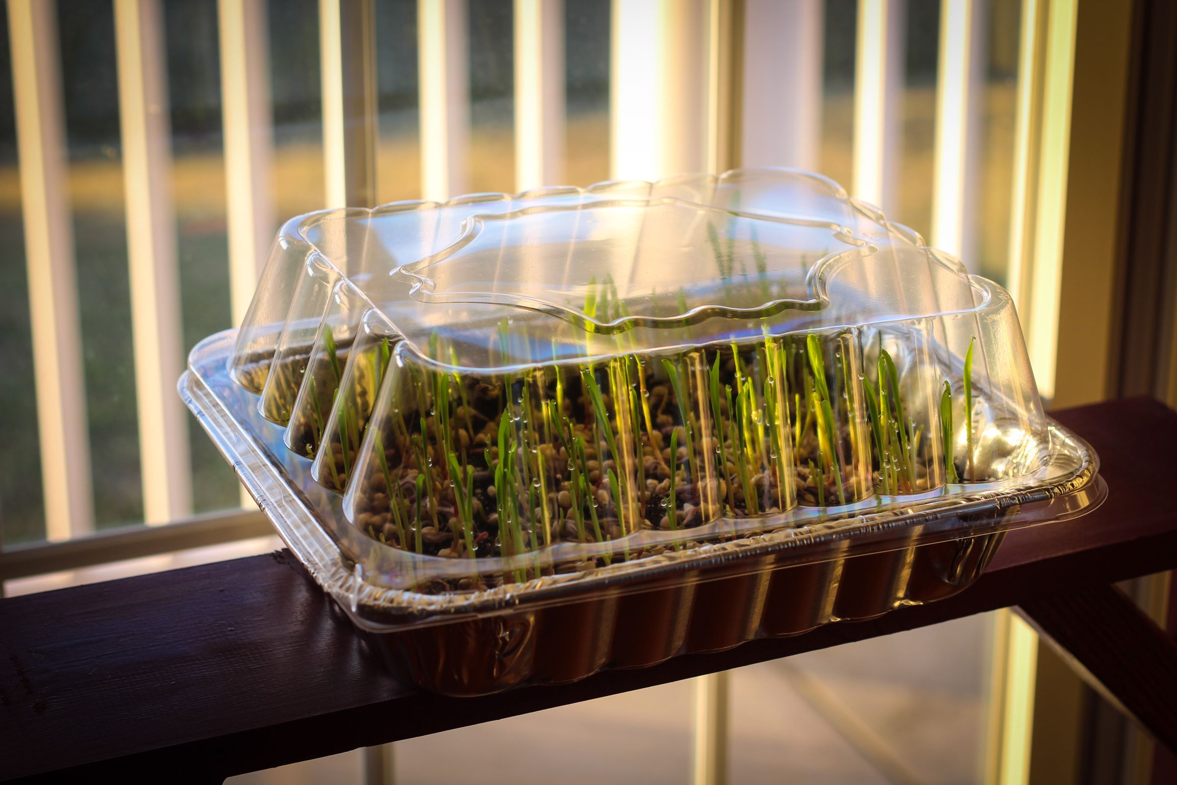 How to Grow Popcorn Shoots 9 Steps (with Pictures) Instructables