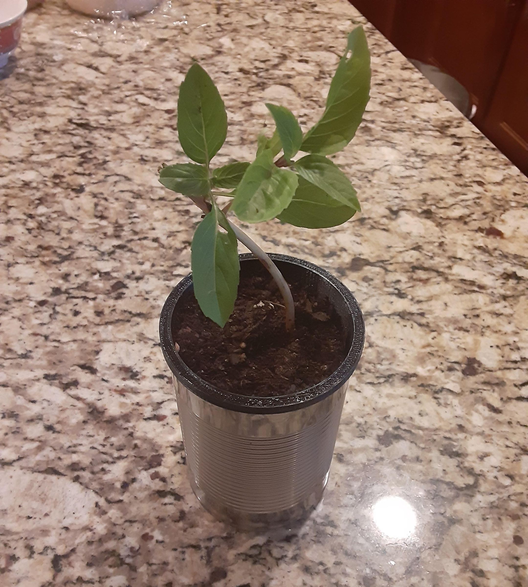 Desktop Hydroponics Wick System