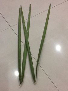 Weave the Leaves