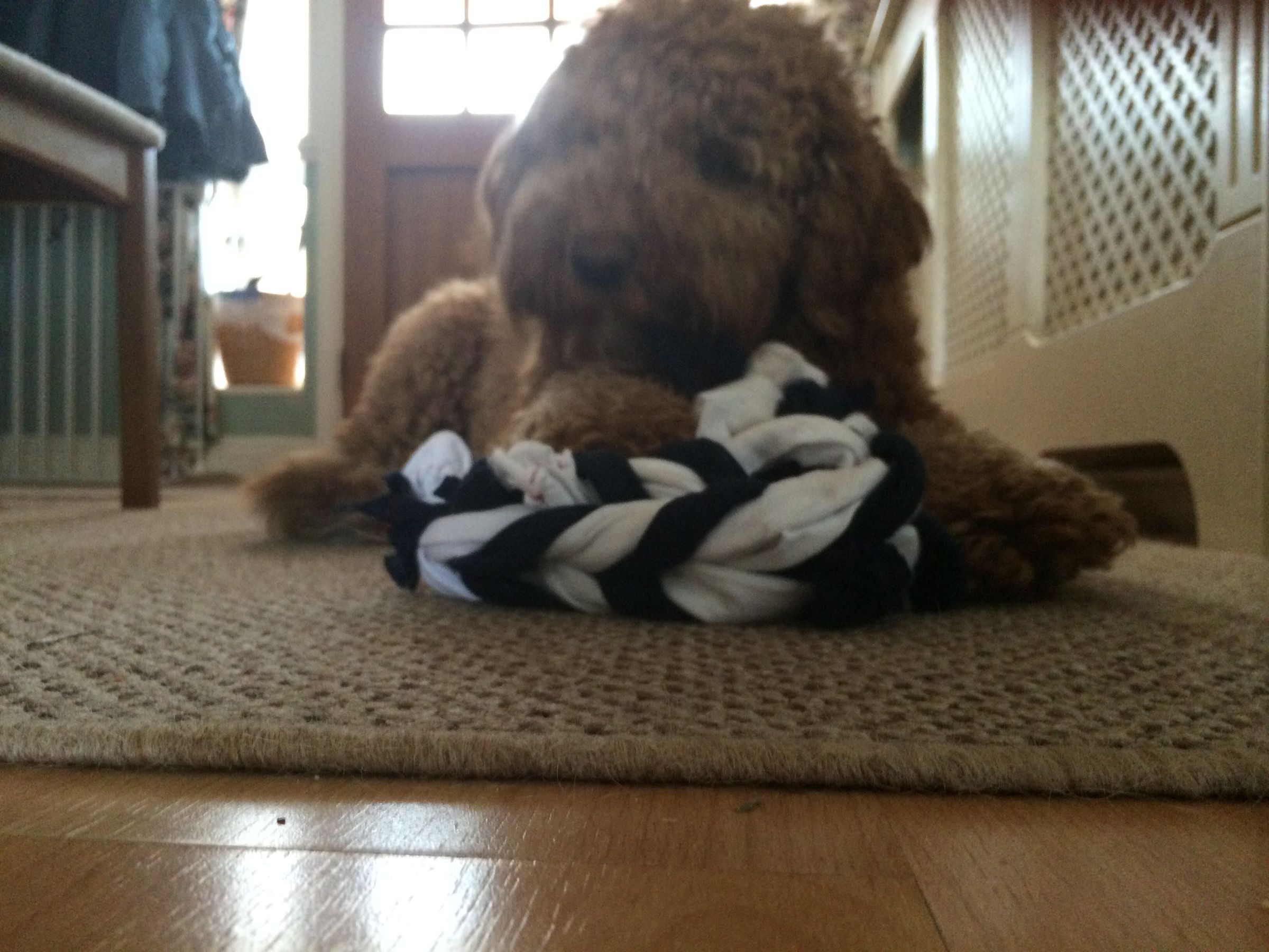 Fishtail Ring Dog Toy