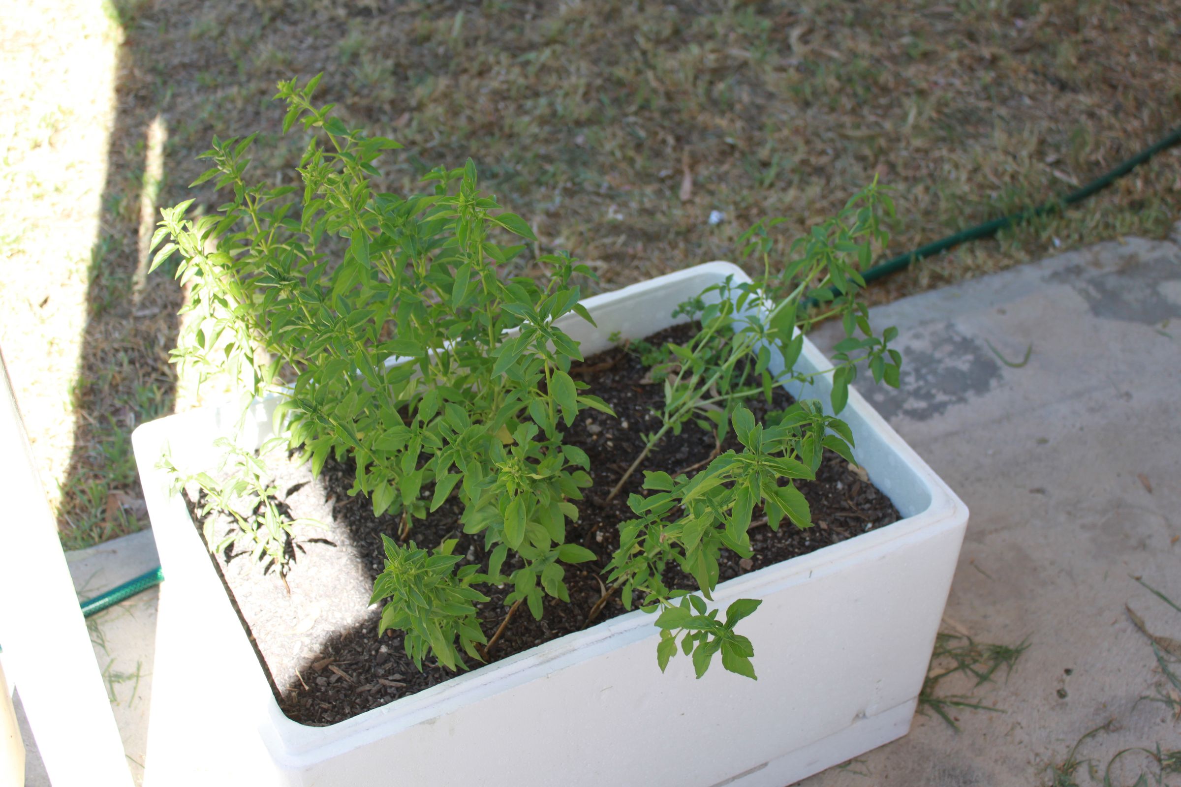 A herb planter out of a foam box.