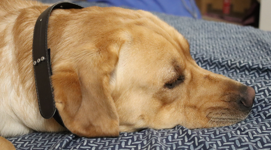 DIY Luxury Leather Pet Collar