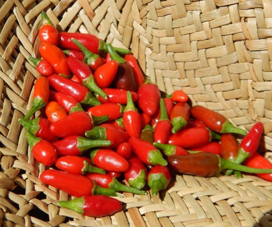 Fast, Free and Easy Solar Dried Chillies