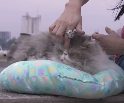How to Make a Pet Pillow