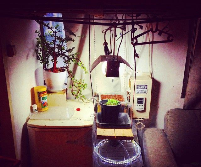 Grow Your Own - Indoor Hydro/Aquaponic/soil  System