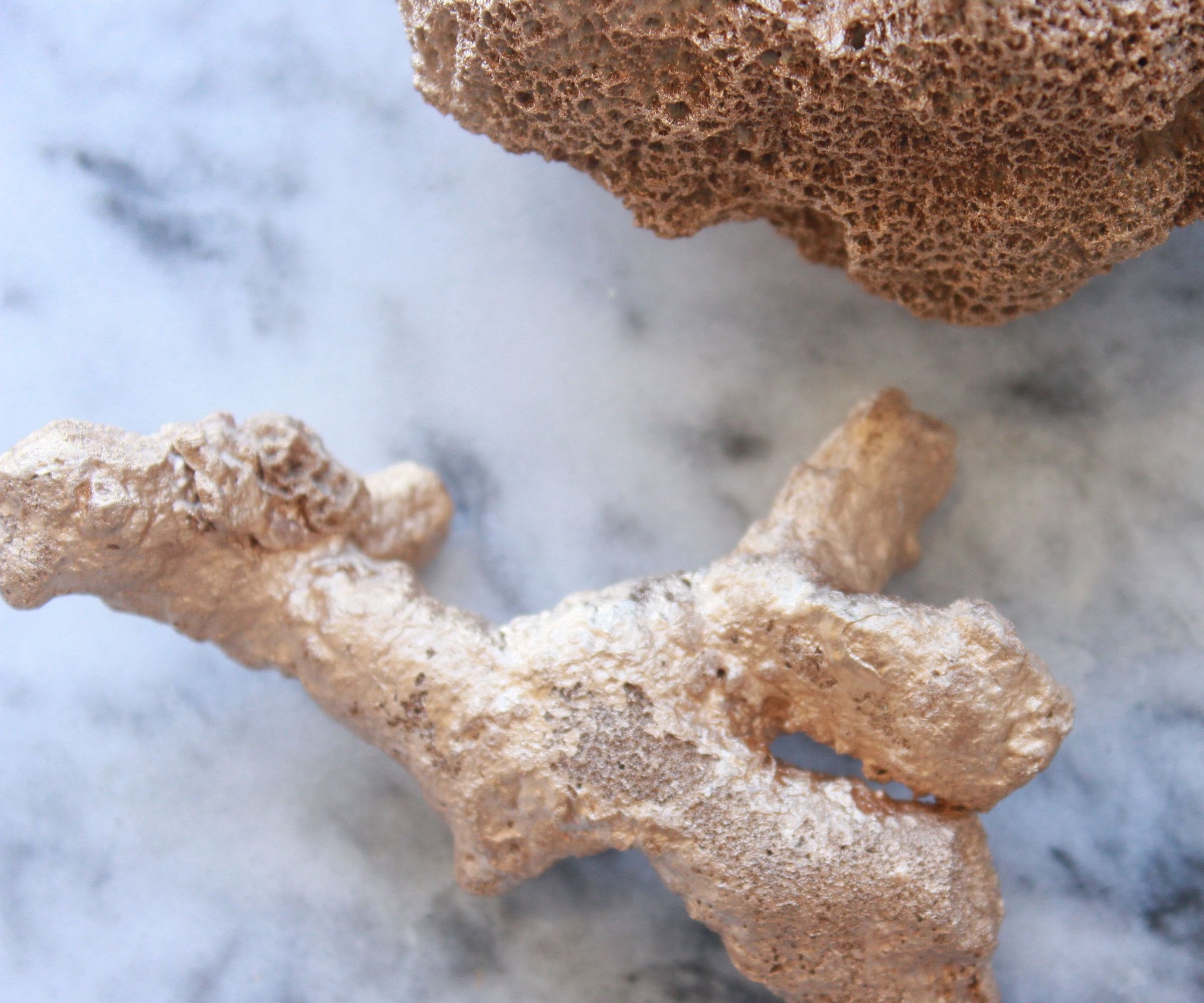 DIY Christmas Coral 