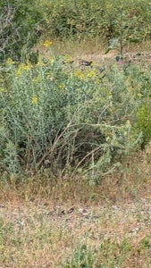 Identify a Mother Plant