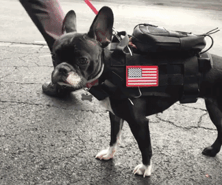 PoochPak: a Cellular Connected Smart Dog Vest